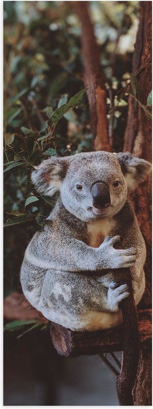 WallClassics - Poster Glanzend – Koala Zittend op Bruine Takken met Groene Bladeren - 20x60 cm Foto op Posterpapier met Glanzende Afwerking