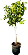 Tropictrees - Limequat - Citrus Fortunella Floridana - Eetbaar - Citrusboom - Hoogte ca. 150cm