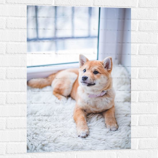 WallClassics - Muursticker - Shiba Inu marron clair allongé sur un tapis Wit - 60x90 cm Photo sur Muursticker