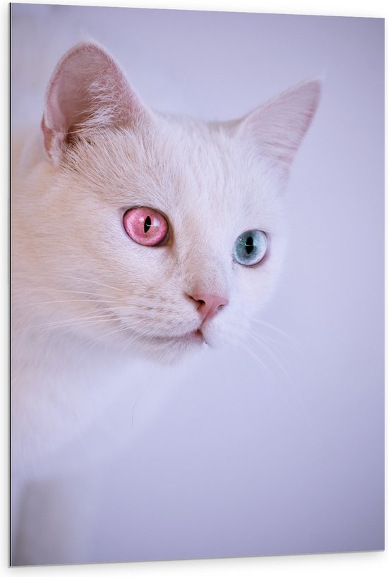 Dibond - Witte Kat met Roze en Blauwe Ogen - 80x120 cm Foto op Aluminium (Met Ophangsysteem)
