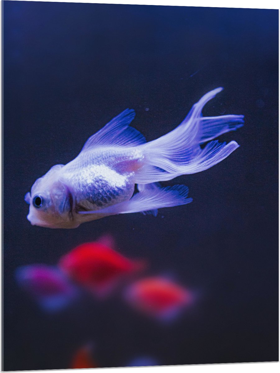 Acrylglas - Mooie Witte Vis in het Aquarium - 75x100 cm Foto op Acrylglas (Met Ophangsysteem)