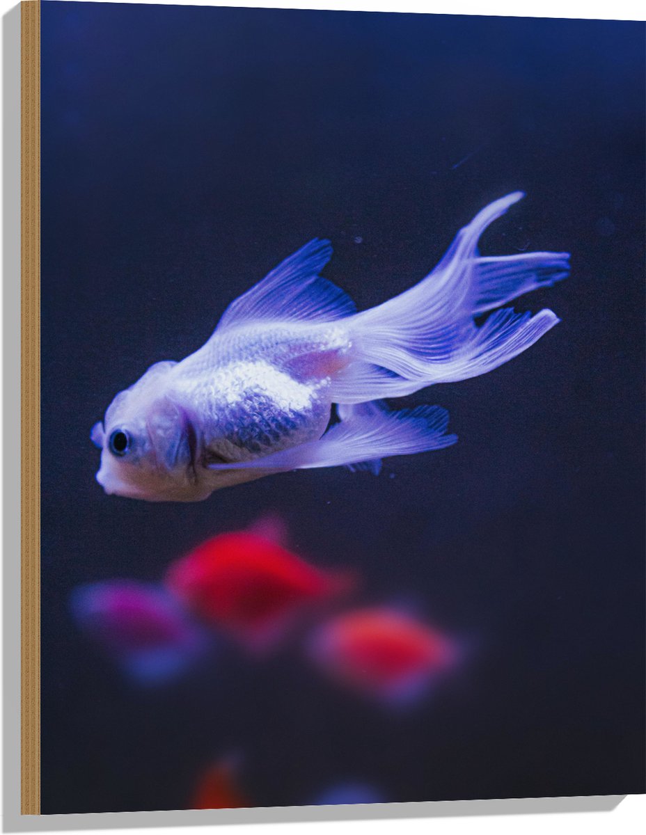 Hout - Mooie Witte Vis in het Aquarium - 60x80 cm - 9 mm dik - Foto op Hout (Met Ophangsysteem)