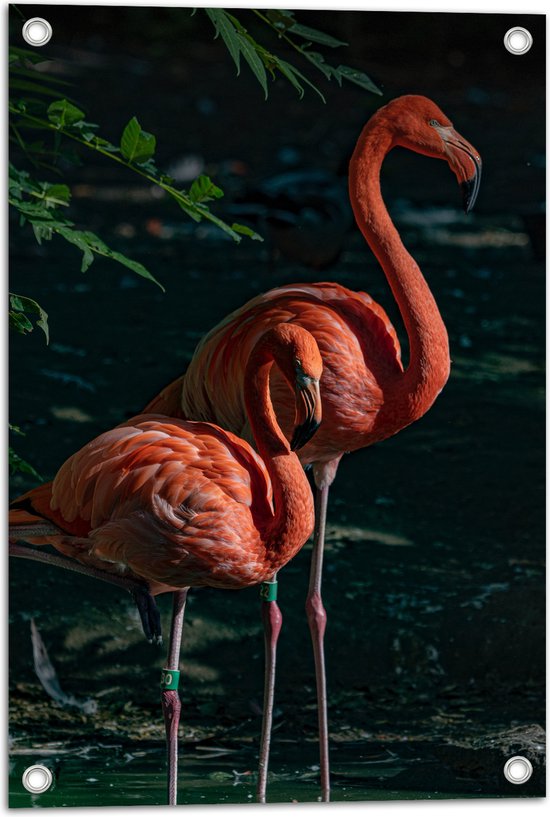 WallClassics - Poster de jardin - Duo de Flamingo entre branches vertes - 40x60 cm Photo sur Poster de jardin (décoration murale pour l'extérieur et l'intérieur)