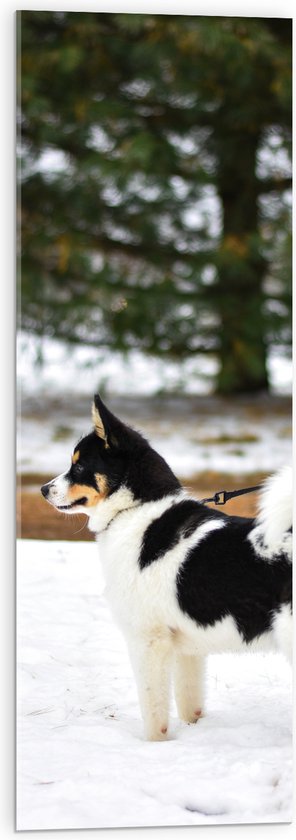 WallClassics - Acrylglas - Aangelijnde Zwart met Witte Puppy in de Sneeuw - 30x90 cm Foto op Acrylglas (Wanddecoratie op Acrylaat)