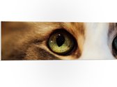 PVC Schuimplaat- Groen Kattenoog van Dichtbij - 90x30 cm Foto op PVC Schuimplaat
