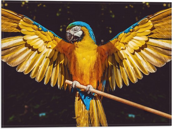 WallClassics - Vlag - Blauw met Gele Are Papegaai met Gespreide Vleugels - 40x30 cm Foto op Polyester Vlag
