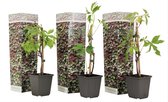 Plant in a Box - Set van 3 Parthenocissus 'Wilde Wingerd' - Pot 9cm - Hoogte 25-40cm