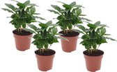 Plant in a Box - Set van 4 Coffea Arabica - Koffieplant - Kamerplant - Struik - Pot 12cm - Hoogte 25-40cm