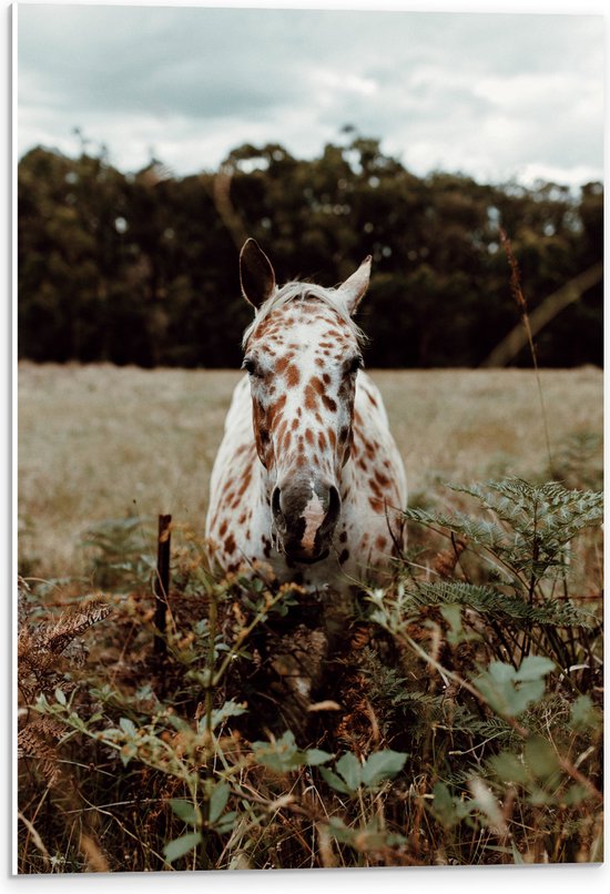 WallClassics - PVC Schuimplaat - Aankijkend Paard met Bruine Stippen - 40x60 cm Foto op PVC Schuimplaat (Met Ophangsysteem)