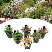 Plant in a Box - Hebe pinguifolia - Mix van 6 - Hebe struikveronica's - Pot 10,5cm - Hoogte 15-20cm