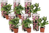 Plant in a Box - Hydrangea macrophylla Roze - Set van 6 - Hortensiaroos - Pot 9cm - Hoogte 25-40cm
