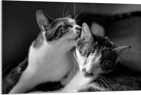WallClassics - Acrylglas - Kat Likkend aan Katten Vriend (Zwart-wit) - 120x80 cm Foto op Acrylglas (Wanddecoratie op Acrylaat)