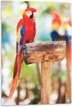 Tuinposter – Rood Gekleurde Papegaai op een Stok - 60x90 cm Foto op Tuinposter (wanddecoratie voor buiten en binnen)