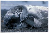 WallClassics - PVC Schuimplaat- Beschaamde Zeehond - 60x40 cm Foto op PVC Schuimplaat