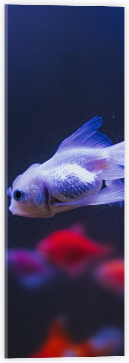 Acrylglas - Mooie Witte Vis in het Aquarium - 20x60 cm Foto op Acrylglas (Met Ophangsysteem)