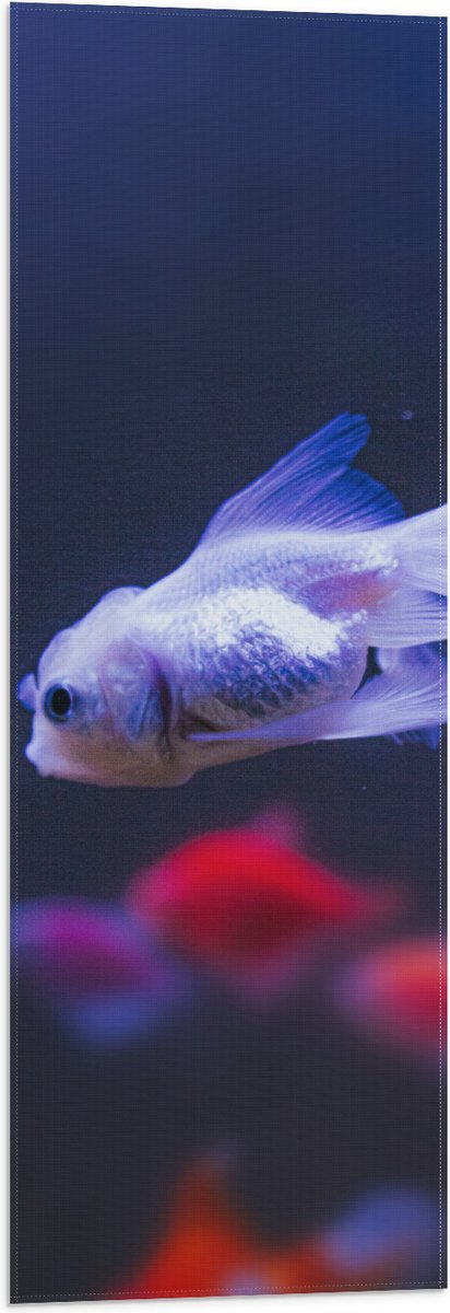 Vlag - Mooie Witte Vis in het Aquarium - 30x90 cm Foto op Polyester Vlag
