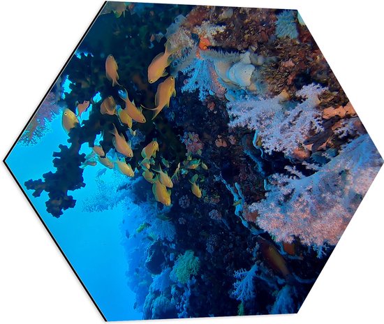 WallClassics - Dibond Hexagon - Gele Vissen bij Koraal in de Zee - 60x52.2 cm Foto op Hexagon (Met Ophangsysteem)