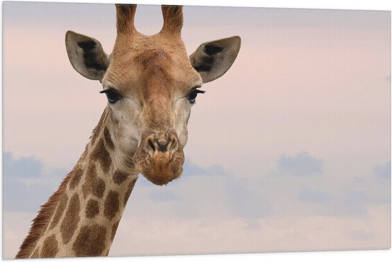 WallClassics - Vlag - Kop van Aankijkende Giraffe - 105x70 cm Foto op Polyester Vlag
