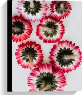 Canvas - Onderkant van Roze met Witte Bloemen op Witte Achtergond - 30x40 cm Foto op Canvas Schilderij (Wanddecoratie op Canvas)
