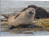 WallClassics - Dibond - Chillende Zeehond op Rots in Water - 80x60 cm Foto op Aluminium (Met Ophangsysteem)