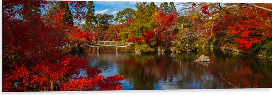 Dibond - Rode Bladeren bij het Water - 120x40 cm Foto op Aluminium (Wanddecoratie van metaal)