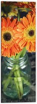 Dibond - Oranje Gerbera Jamesonii Bloemen - 40x120 cm Foto op Aluminium (Wanddecoratie van metaal)