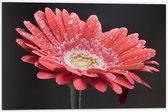 Dibond - Rode Gerbera Jamesonii met Waterdruppels - 60x40 cm Foto op Aluminium (Met Ophangsysteem)