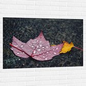 WallClassics - Muursticker - Grote Regendruppels op Rood Blad - 120x80 cm Foto op Muursticker