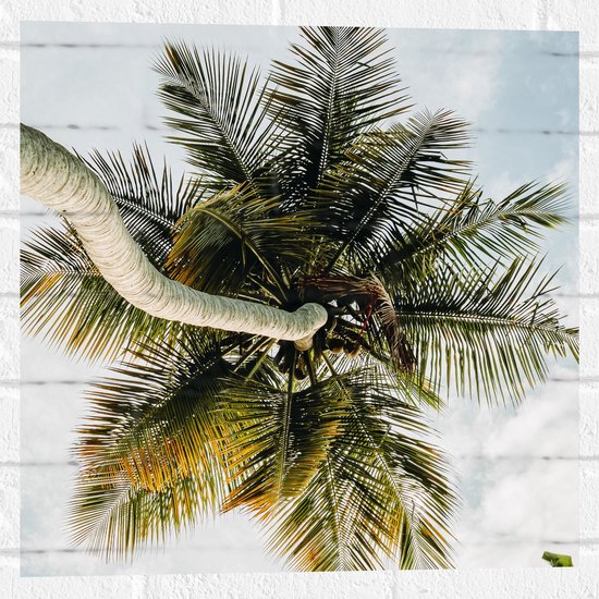 Muursticker - Palmboom vanaf onder - 50x50 cm Foto op Muursticker