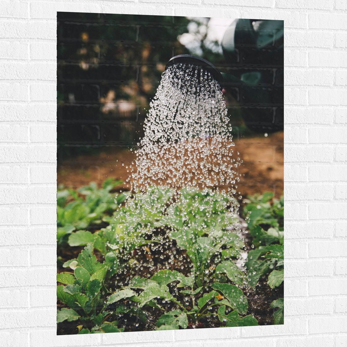 Muursticker - Planten Water Geven met Gieter - 80x120 cm Foto op Muursticker