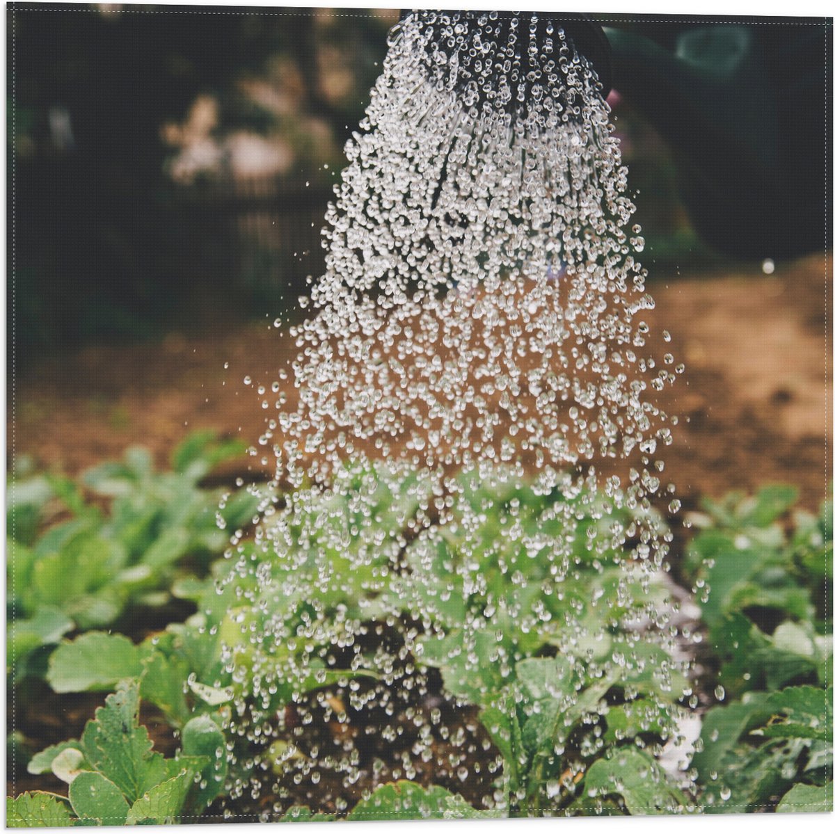 Vlag - Planten Water Geven met Gieter - 50x50 cm Foto op Polyester Vlag
