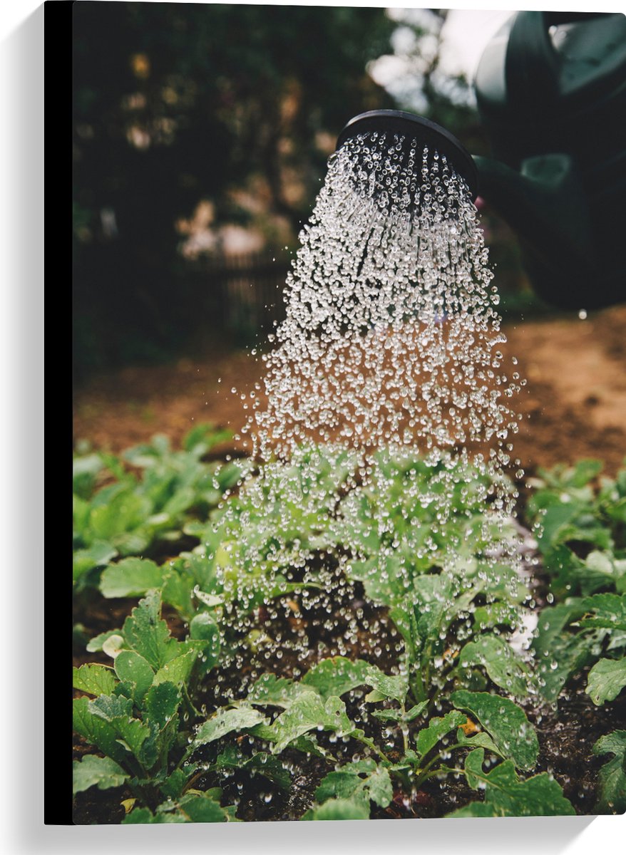 Canvas - Planten Water Geven met Gieter - 40x60 cm Foto op Canvas Schilderij (Wanddecorati