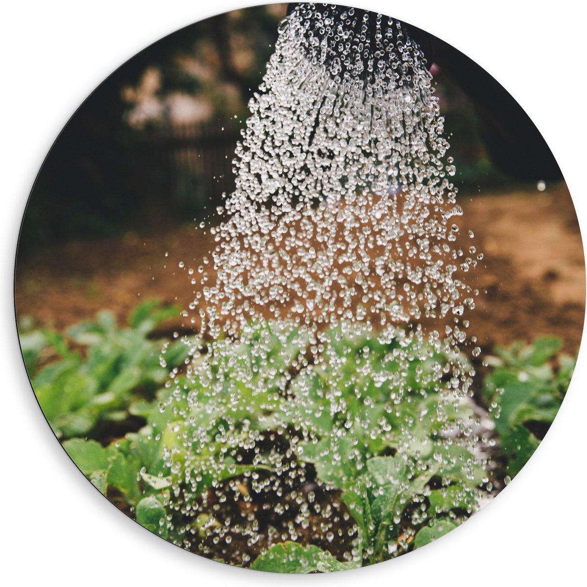 Dibond Muurcirkel - Planten Water Geven met Gieter - 80x80 cm Foto op Aluminium Muurcirkel