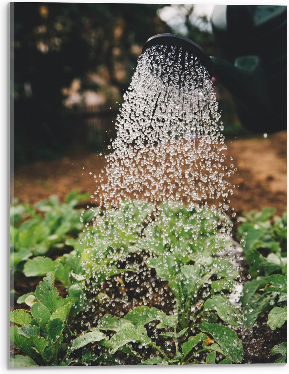 Acrylglas - Planten Water Geven met Gieter - 30x40 cm Foto op Acrylglas (Wanddecoratie op 