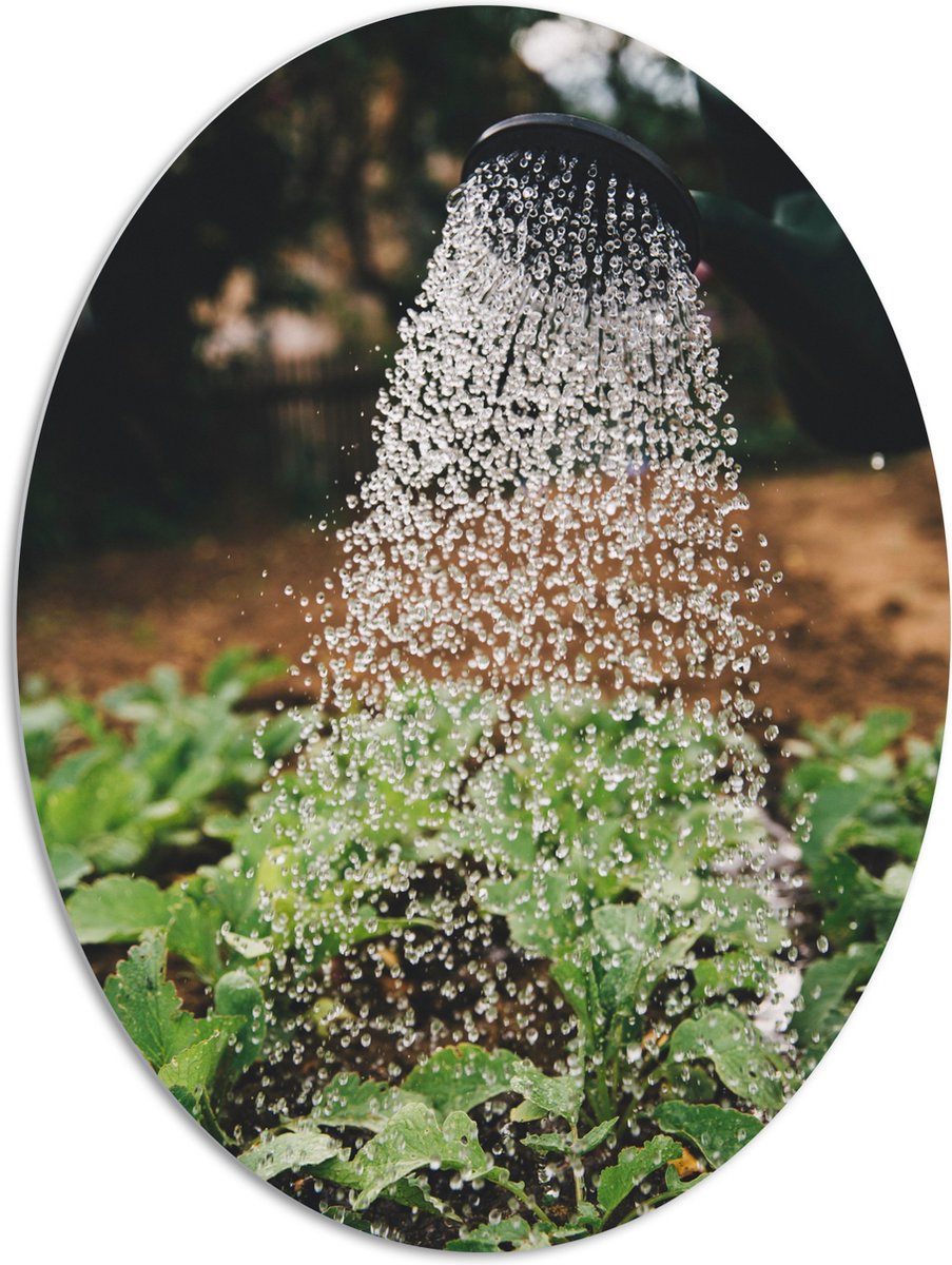 PVC Schuimplaat Ovaal - Planten Water Geven met Gieter - 81x108 cm Foto op Ovaal (Met Opha