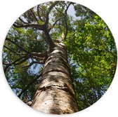 Dibond Muurcirkel - Hoge Boom vanaf Kikkerpespectief - 140x140 cm Foto op Aluminium Muurcirkel (met ophangsysteem)