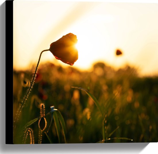 WallClassics - Toile - Rayons de soleil lumineux à travers les Fleurs dans les champs - 40x40 cm Photo sur toile (Décoration murale sur toile)