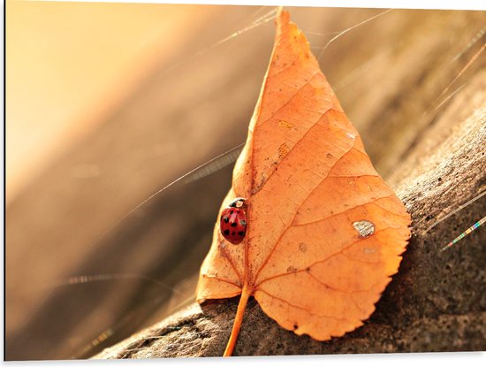 WallClassics - Dibond - Lieveheersbeestje op Bruin Blad tegen Boomschors - 80x60 cm Foto op Aluminium (Met Ophangsysteem)