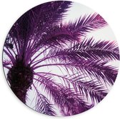 Dibond Muurcirkel - Palmboom met Paarse Gloed - 60x60 cm Foto op Aluminium Muurcirkel (met ophangsysteem)