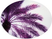 PVC Schuimplaat Ovaal - Palmboom met Paarse Gloed - 56x42 cm Foto op Ovaal (Met Ophangsysteem)