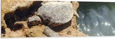 Dibond - Schildpad op Stenen langs een Watertje - 150x50 cm Foto op Aluminium (Met Ophangsysteem)