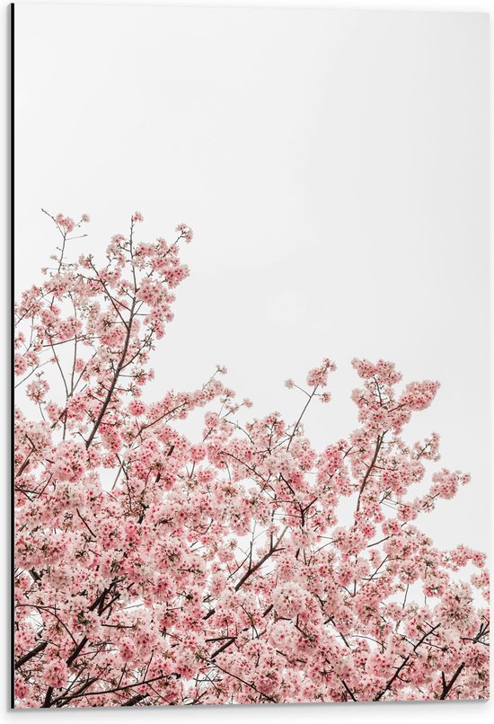 Dibond - Roze Sakura - 40x60 cm Foto op Aluminium (Wanddecoratie van metaal)