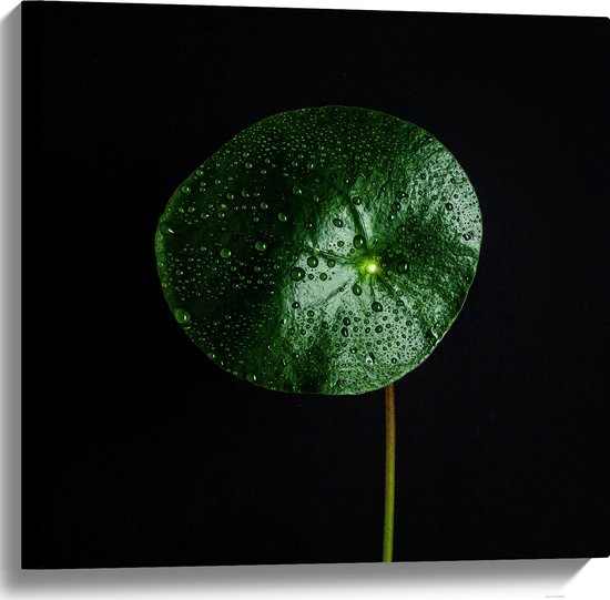 WallClassics - Canvas - Cirkelvormige Groene Plant - 60x60 cm Foto op Canvas Schilderij (Wanddecoratie op Canvas)
