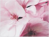 Poster Glanzend – Roze Bloemen - 40x30 cm Foto op Posterpapier met Glanzende Afwerking