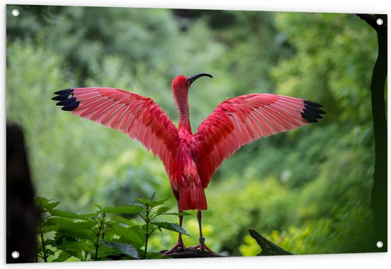 WallClassics - Poster de jardin – Ibis rouge Vogel dans la forêt - 120 x 80 cm Photo sur poster de jardin (décoration murale pour extérieur et intérieur)