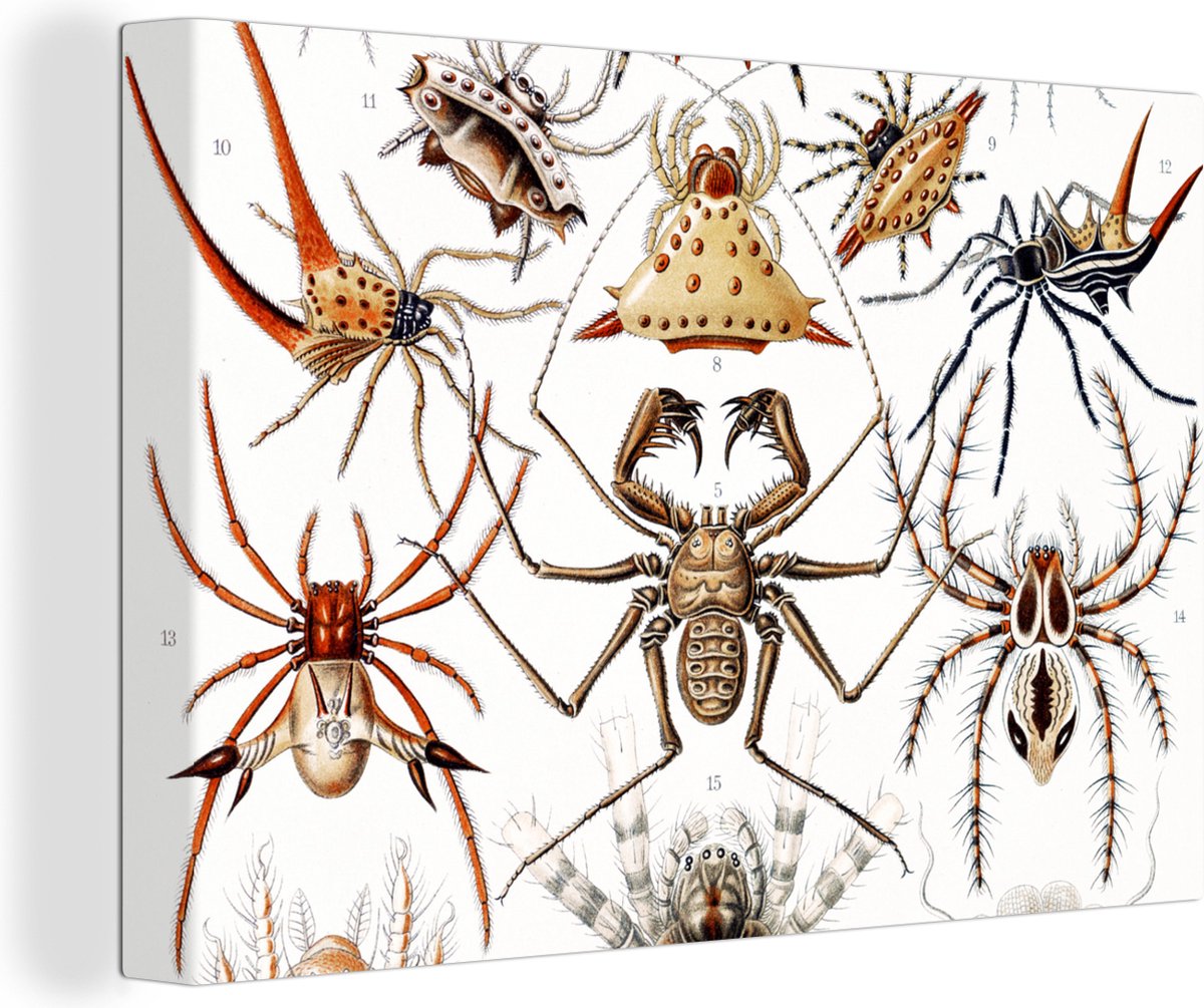 Canvas - Spinnen - Insecten - Retro - Oude meesters - Wanddecoratie - Groen - Schilderij woonkamer - Ernst Haeckel - Canvas schildersdoek - Canvas schilderij - 140x90 cm - OneMillionCanvasses