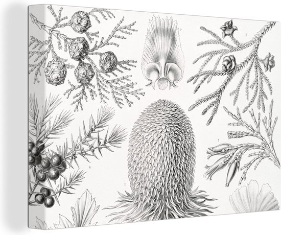 Canvas - Coniferen - Zwart-Wit - Plant - Struiken - Muurdecoratie - Ernst Haeckel - Kunst - Retro - Canvas schildersdoek - 150x100 cm