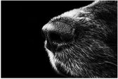 WallClassics - Poster Glanzend – Honden Snuit Zwart met Wit - 60x40 cm Foto op Posterpapier met Glanzende Afwerking
