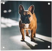 WallClassics - Tuinposter – Franse Bulldog in het Licht - 50x50 cm Foto op Tuinposter (wanddecoratie voor buiten en binnen)