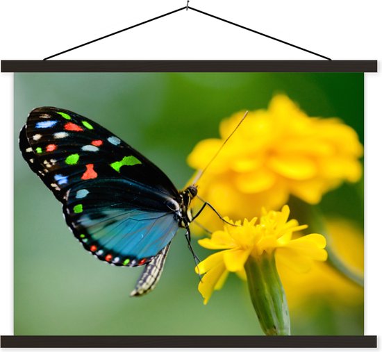 Porte-affiche avec affiche - Affiche scolaire - Papillon - Bloem - Animal - Insecte - 150x113 cm - Lattes noires